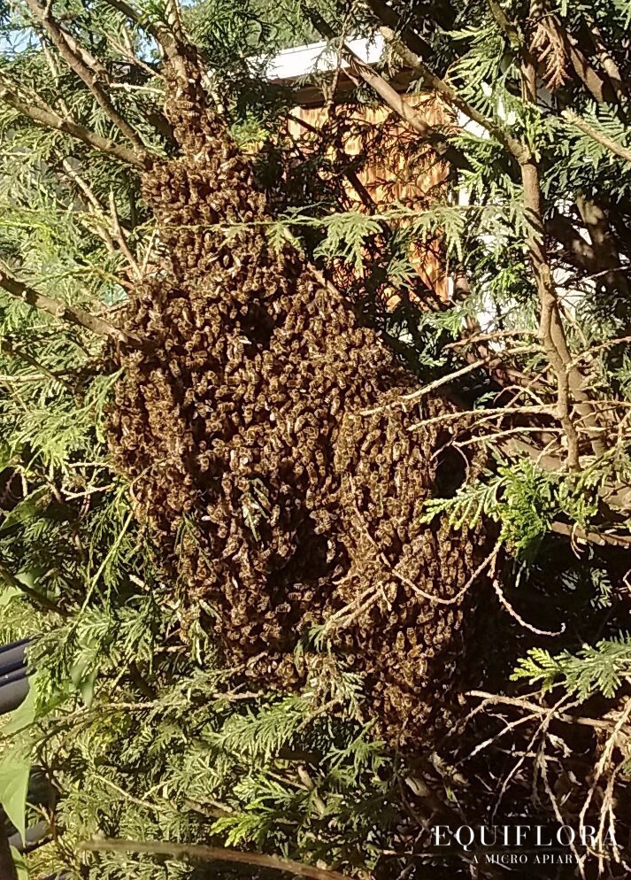 A swarm of our bees resting in a tree.
